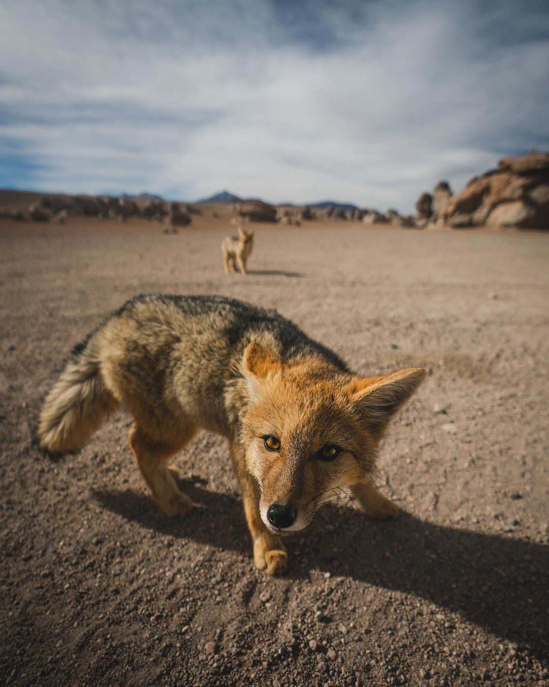Wild Fox Bolivia Desert