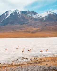 Flamingoes in Uyuni Bolivia