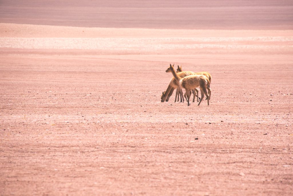 Best time to visit Atacama desert